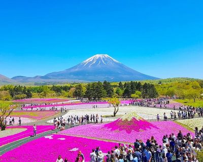 spring-in-mt-fuji